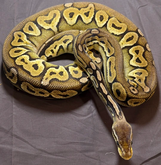 Pewter RTB Ball Python by Osterloth Exotics and Feeders