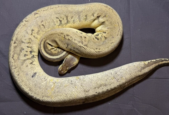 Silver Streak Ball Python by Osterloth Exotics and Feeders