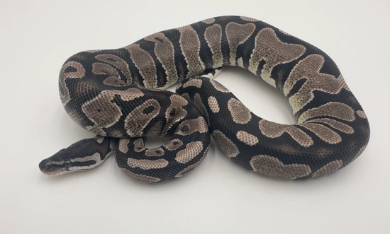 VPI Axanthic Ball Python by Royal Reptile Exotics