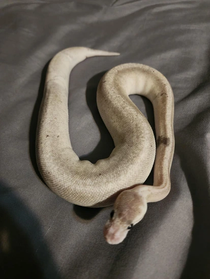 Silver Bullet Butter (Super Cinnamon Pastel) Ball Python by Pythonic ...