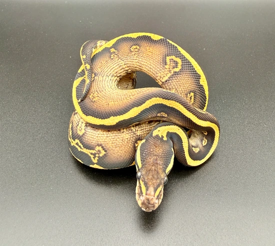 GHI (Weirdo) Confusion Phantom Ball Python by Texas Belle Exotics