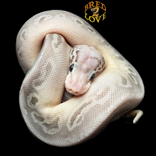 1.0 ‘25 Lesser Silver Streak Ph Toffino Ultramel Ball Python by Bred2Love