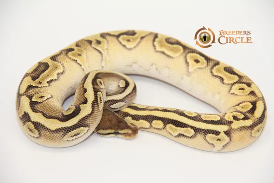 Crimson Soul Sucker Yellowbelly Ball Python by Breeder's Circle