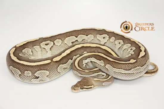 Lesser Bongo Ball Python by Breeder's Circle