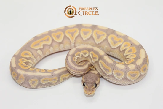 Banana Cinnamon 100% Het Clown Poss Joppa Ball Python by Breeder's Circle