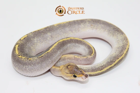 Phantom Champagne Mardi Gras Ball Python by Breeder's Circle