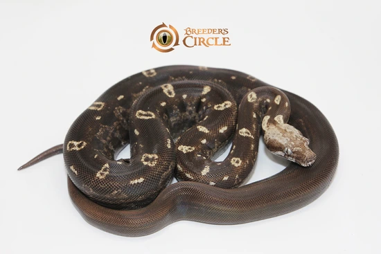 Motley Aztec IMG VPI T+ Boa Constrictor by Breeder's Circle