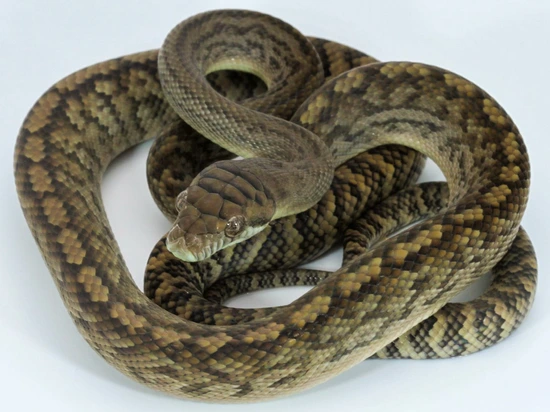 USCBB Southern Scrub Python by Front Range Arboreals