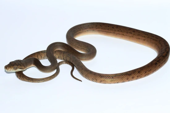 USCBB Southern Scrub Python by Front Range Arboreals