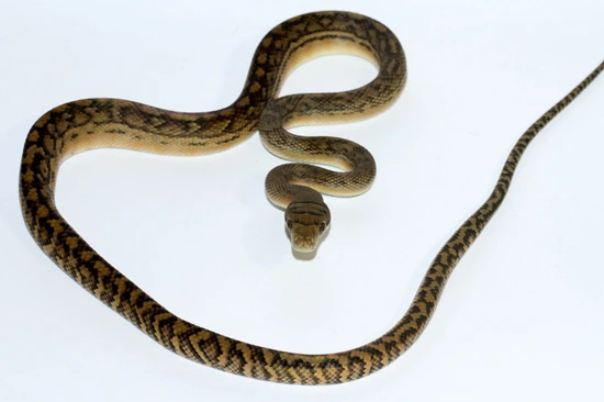 USCBB Southern Scrub Python by Front Range Arboreals