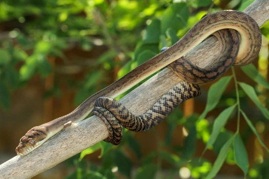 USCBB Southern Scrub Python by Front Range Arboreals