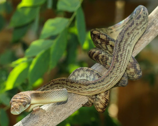 USCBB Southern Scrub Python by Front Range Arboreals