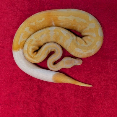 Dreamsicle
