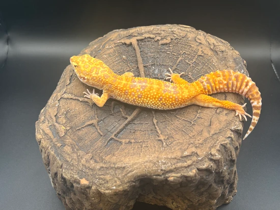 Colossal Copper Tremper Albino - Female Leopard Gecko by Bristol ...