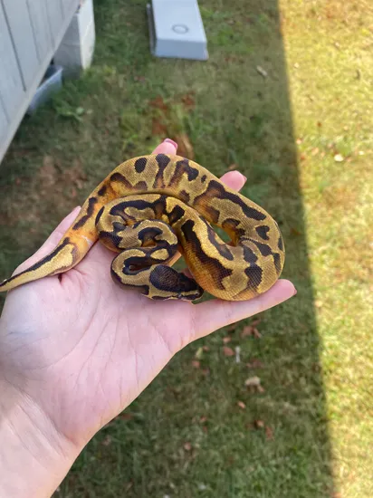 Fire Enchi Pied Ball Python by Southern Roots Pythons
