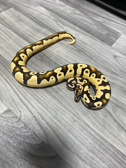 High Orangedream Vanilla Ball Python by Southern Roots Pythons