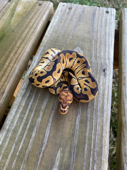 Yellowbelly Clown Ball Python by Southern Roots Pythons