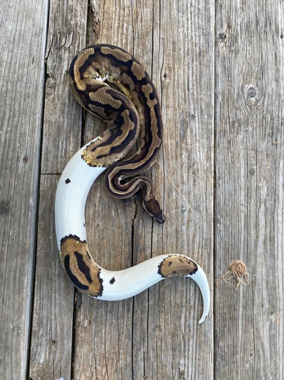 Pied Ball Python by Southern Roots Pythons