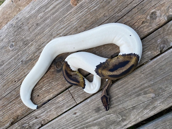 Pied Ball Python by Southern Roots Pythons