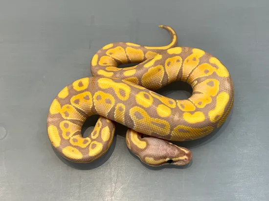 Banana Double Het Sunset Clown Ball Python by Brock Wagner Reptiles