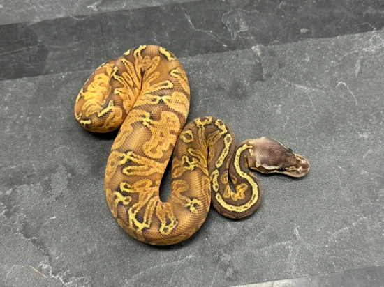 Pastel Sunset Het Ghost Ball Python by Brock Wagner Reptiles