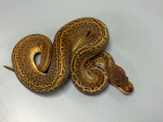 Monsoon Ball Python by Brock Wagner Reptiles