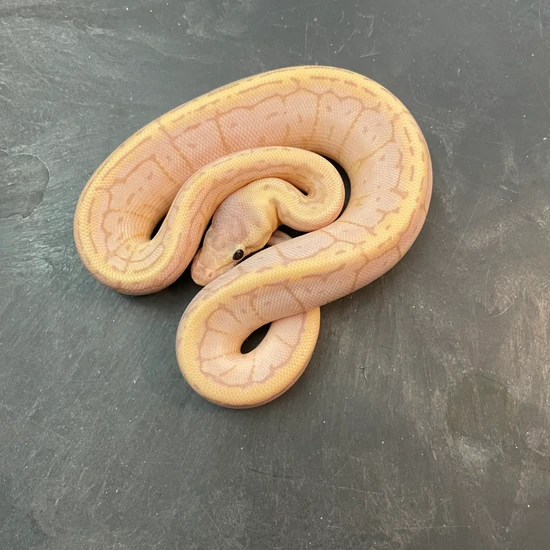 Firing Pin Banana Mojave 66% Het Ultramel Ball Python by Infinity Critters