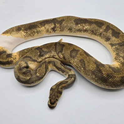 Enchi Clown Pied