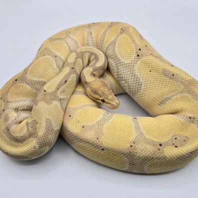 Banana Enchi YB 100% DH Clown Pied