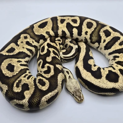 Fire Pastel Leopard 100% Het. Clown