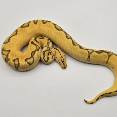Super Enchi Super Pastel Clown