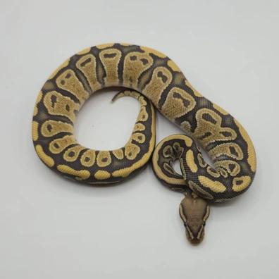 Chocolate Hypo 100% Het. Clown
