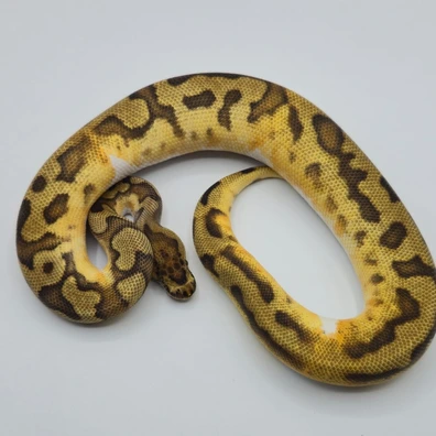 Enchi Clown Pied