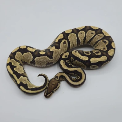 Chocolate Fire 100% DH Clown Pied