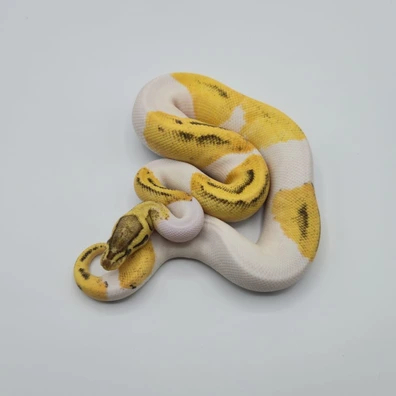 Fire Pastel Pied 100% Het. Clown