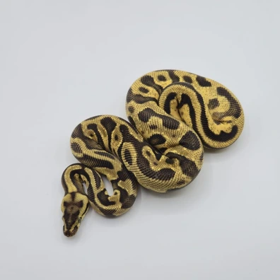 Leopard Enchi Pastel 100% DH Clown Pied