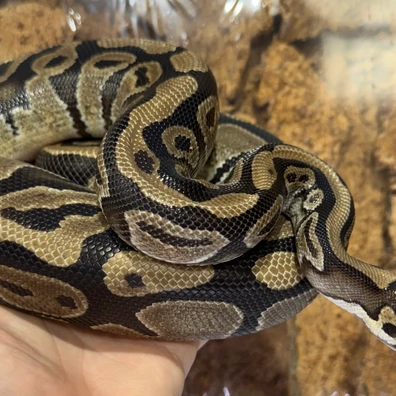 Normal Ball Python CB22 Ball Python - unknown for sale from Bruno's Pet Store