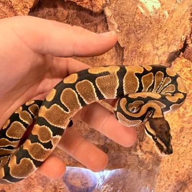 Mix Morph Ball Python Ball Python - unknown for sale from Bruno's Pet Store