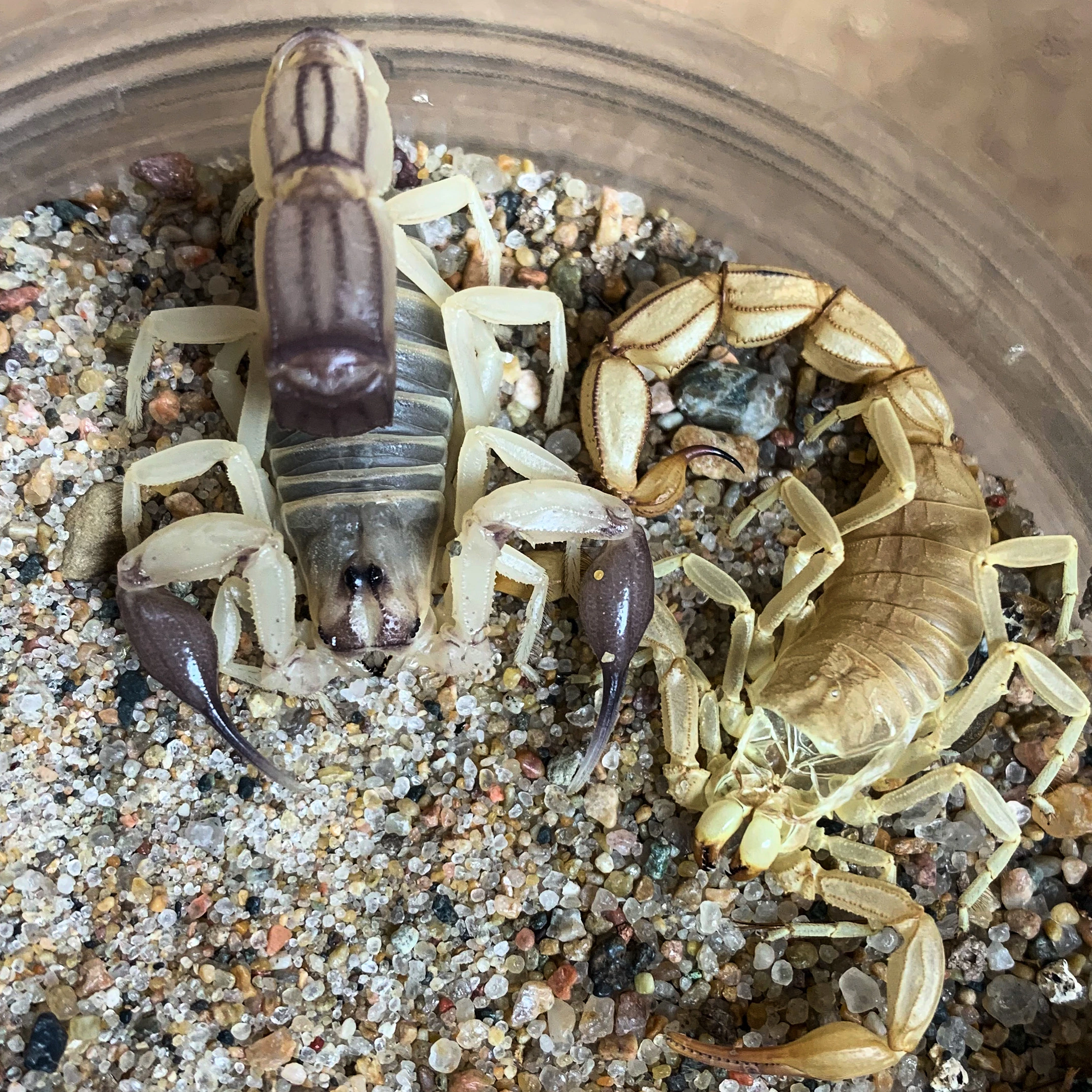 Androctonus Australis Hector Morph Scorpions by Arachnid Rarities