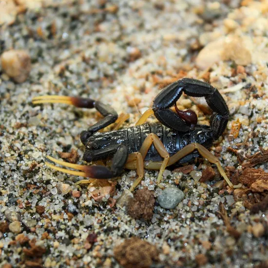 Hottentotta Franzwerneri (Beautiful) Scorpions by Arachnid