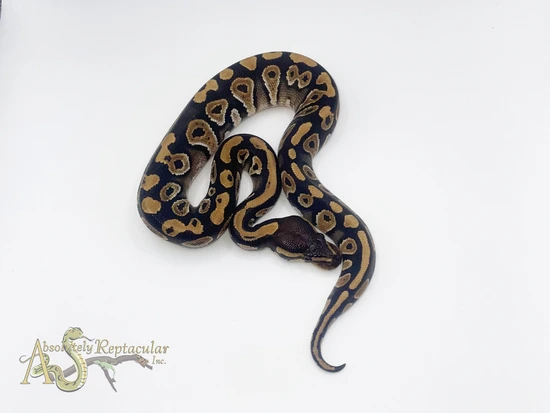 Phantom Ball Python by Absolutely Reptacular