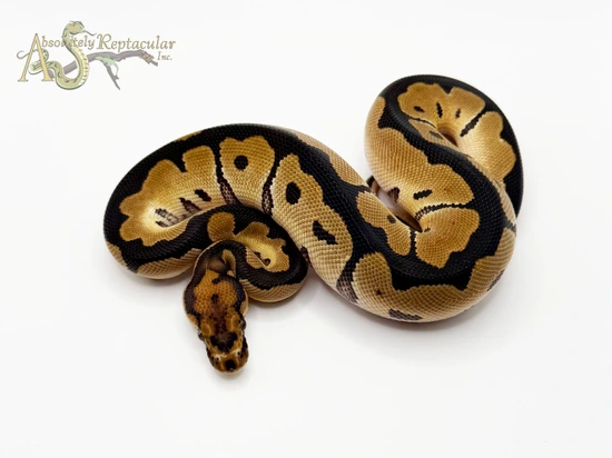 Candy Clown Ball Python Clown Ball Python by Absolutely Reptacular