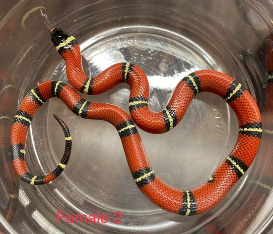 Sinaluan Pattern Banded Reduced Pattern Sinaloan Milk Snake by Shawn Wright Reptiles