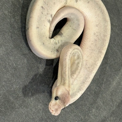 Super Pewter Ball Pythons For Sale | MorphMarket