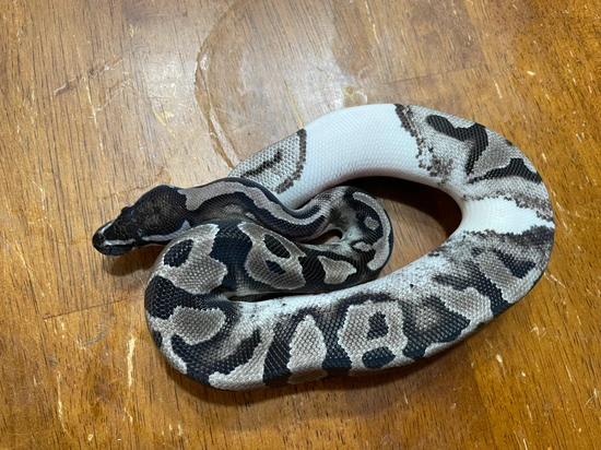 MJ / GCR Axanthic Pied Ball Python by RepTyler Ball Pythons