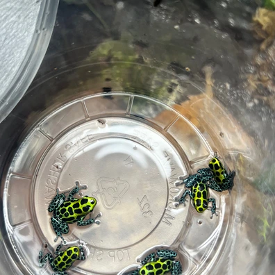 500+ Frogs For Sale | MorphMarket