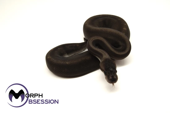 GHI Super Cinnamon Ball Python by Morph Obsession