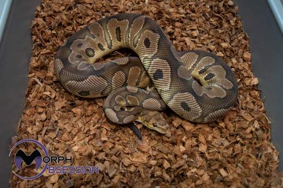 Clown Het Desert Ghost Ball Python by Morph Obsession