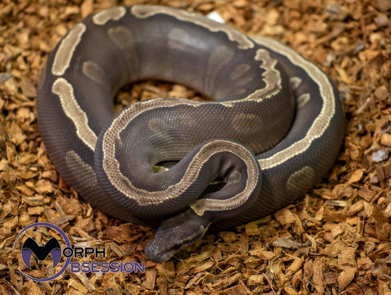 GHI Mojave Ball Python by Morph Obsession