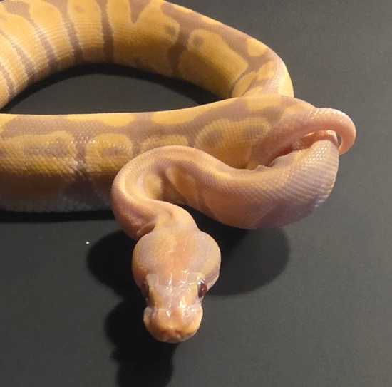 Candy Ball Python by Coil & Claws Exotics